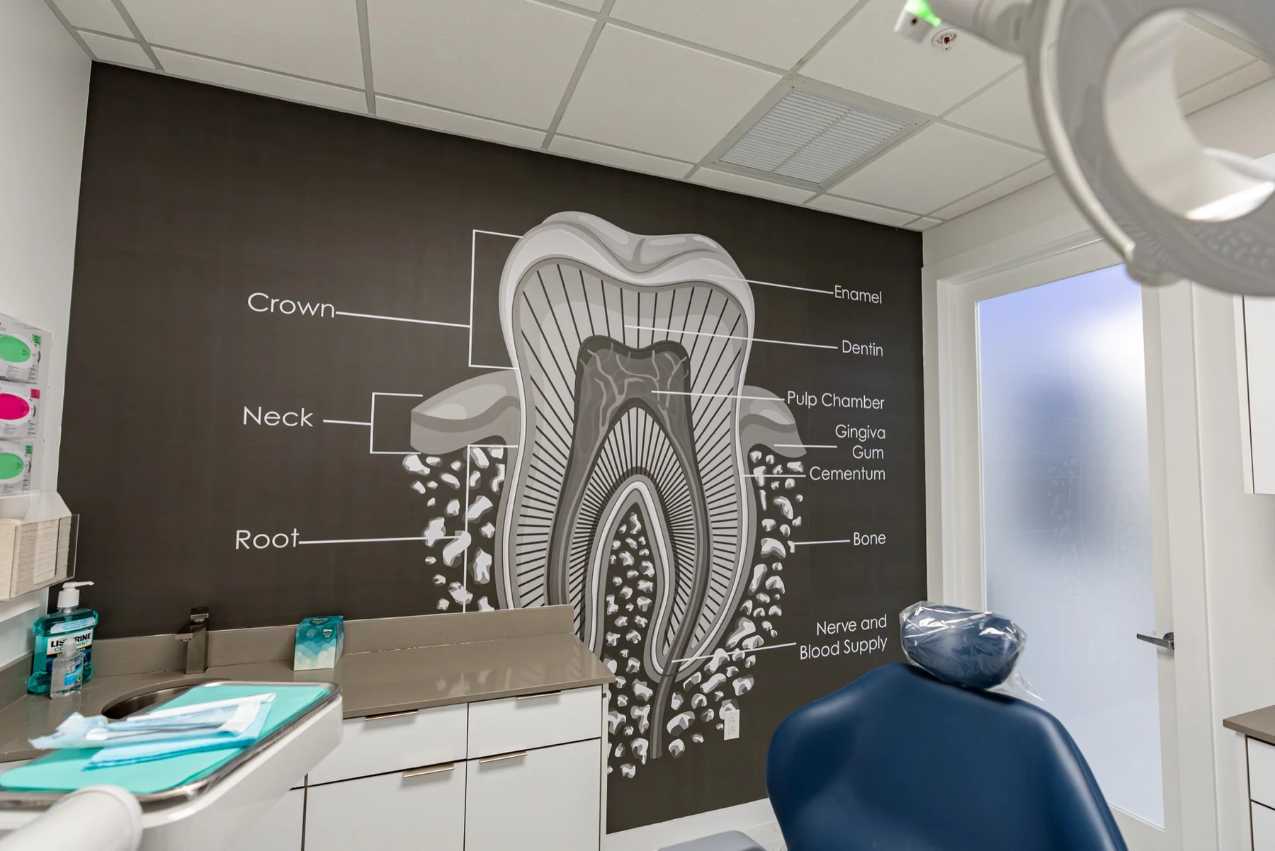 Anillo Dentistry — Gráfica de la anatomía del diente con corona, cuello y raíz detrás de un sillón dental